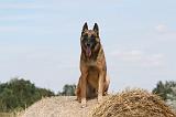 MALINOIS 951